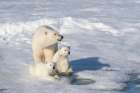 Norway, Svalbard. Polar bear mother and cubs on pack ice in Arctic Ocean. Coastal Print
